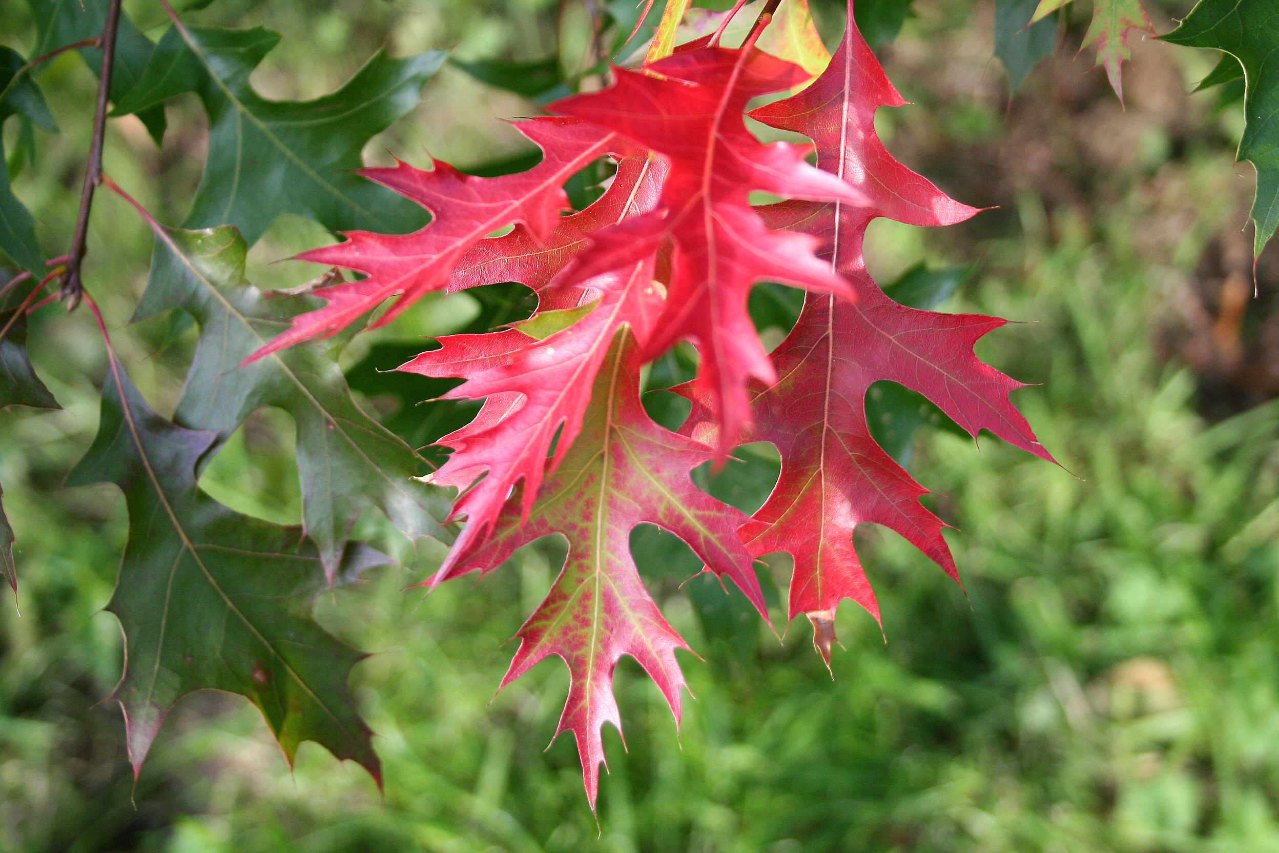 Quercus coccinea